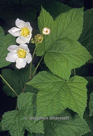 rubus parviflorus 3 graphic